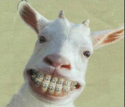 A Smiley Goat
