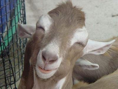 A Grinning Goat