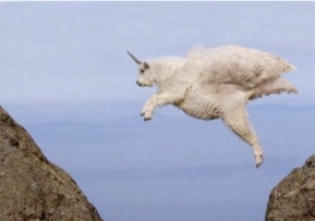 A Flying Goat