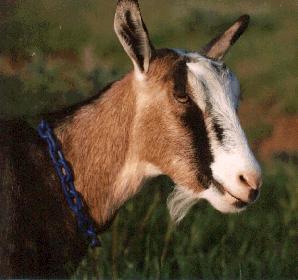A Goat