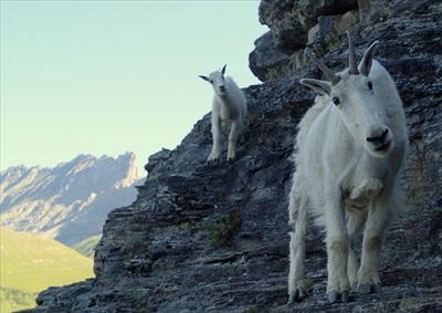 A Dangerous Goat