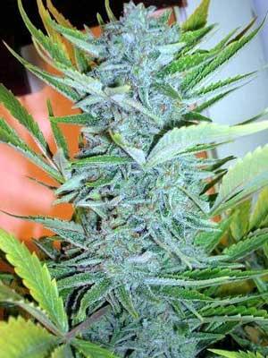 White Rhino