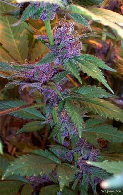 Grand Daddy Purps