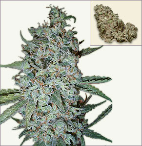 Northern Lights