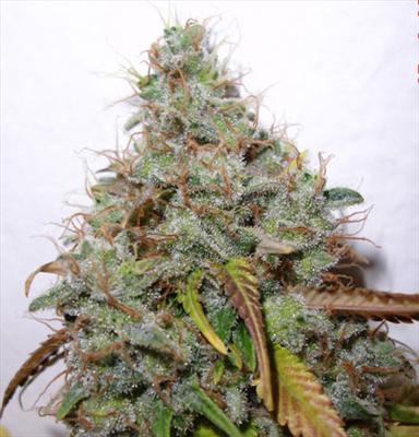 White Berry
