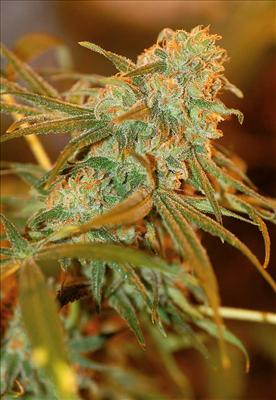 Lemon Skunk