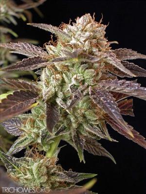 O.G. Kush
