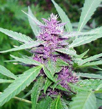 Purple Haze