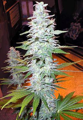Black Widow