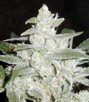 White Widow