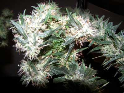 Mile High Diesel