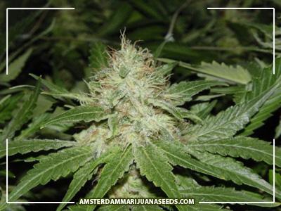 Sativa