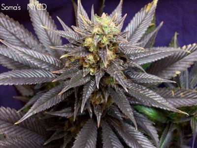 Sour Diesel