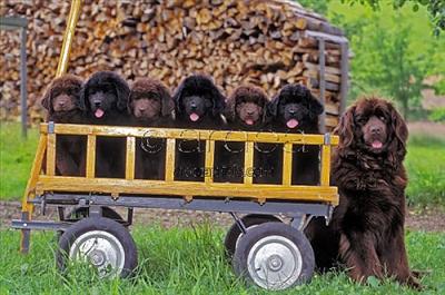puppies