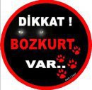 Bozkurt