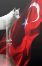 Bozkurt