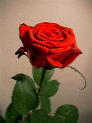 Flowers for you!
