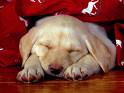 Sleeping Puppy