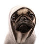 Pug Puppy Wearing Hood