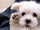 Welcoming Puppy