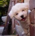 Smiling Puppy