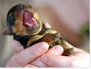 Yawning Newborn Puppy