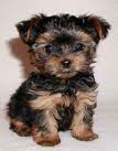 Brown Puppy