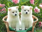 Dating Puppies