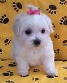 Ponytailed Puppy