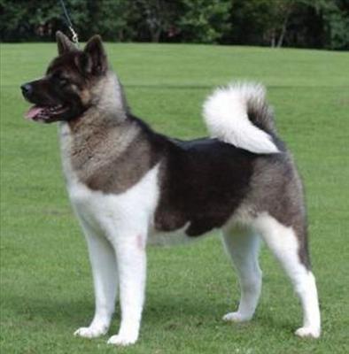 Köpek