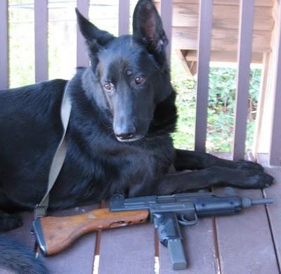 dog uzi