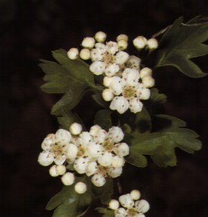 SPERANZA E FORTUNA