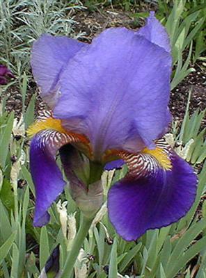 BUONE NOTIZIE