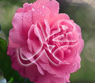 Pembe Gül