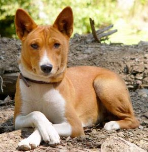 Basenji 