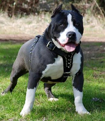 Pittbul