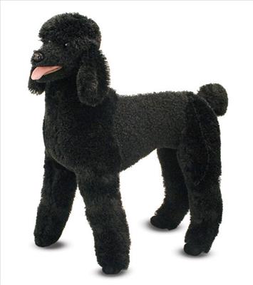 Poodle