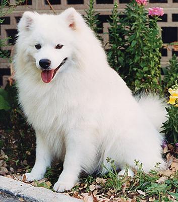 American Eskimo 