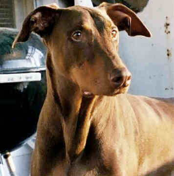 Doberman