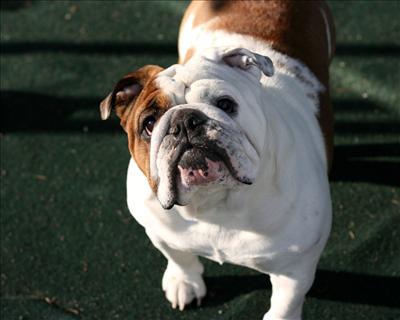 Bulldog 