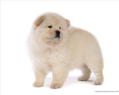 Chow Chow