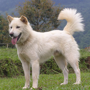 Kintamani