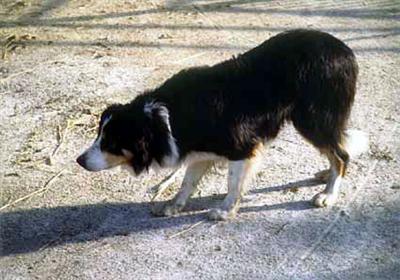 Black and Tan Dog