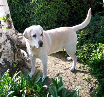 Labrador Retriever