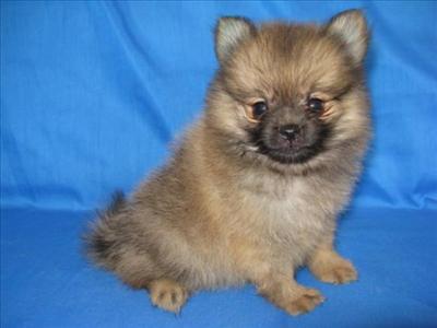Mini Pom