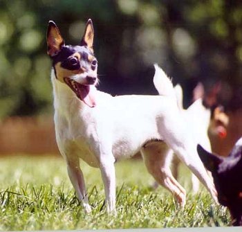Toy Fox Terrier 
