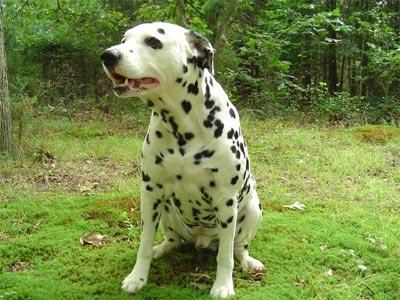 Dalmatian