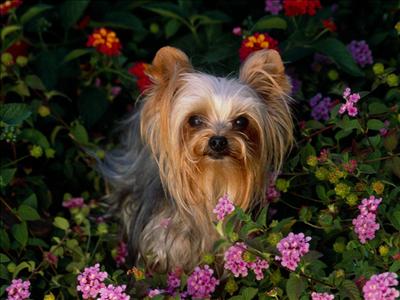 Yorkshire Terrier