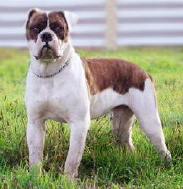 American Bulldog 