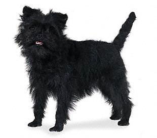 Affenpinscher 